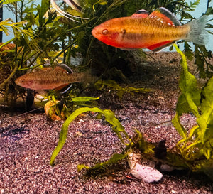 Australian Native – Empire Gudgen (Hypseleotris Compressa )
4cm Micro Aquatic Shop