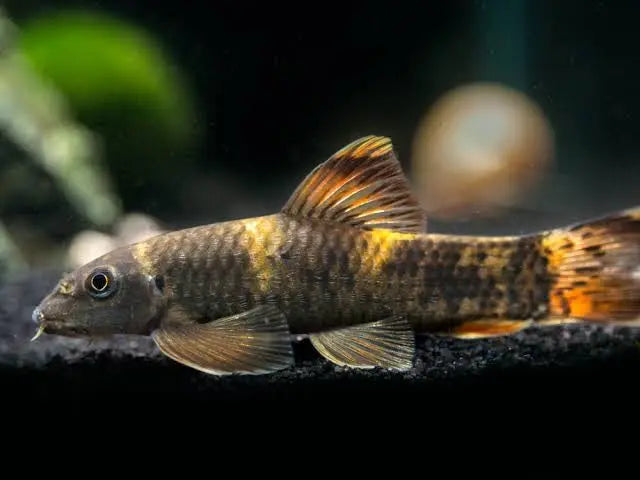 Algae Eater - Panda Garra Flavatra 3cm Rare Micro Aquatic Shop