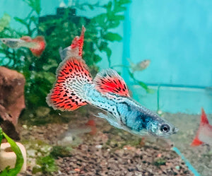 Guppy - Red Lace Pair Micro Aquatic Shop
