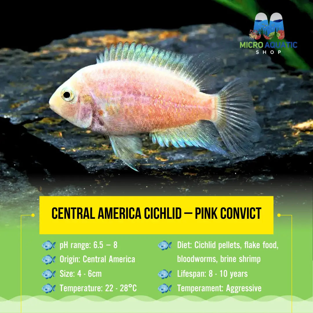 Central America Cichlid – Pink Convict 4-6cm Micro Aquatic Shop