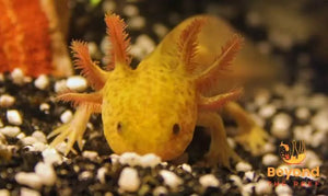 Axolots 12-15cm Micro Aquatic Shop