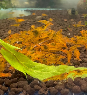 Tiger Shrimp -Tangerine Micro Aquatic Shop