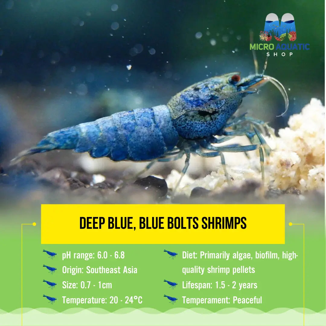 Deep Blue -Blue Bolts Shrimps Micro Aquatic Shop