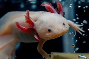 Axolots 12-15cm Micro Aquatic Shop