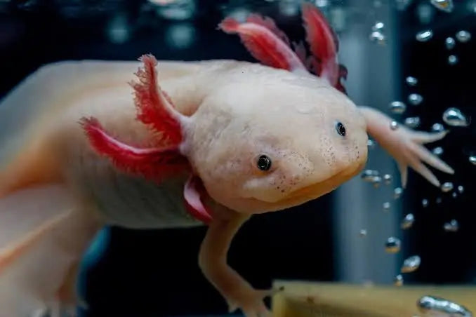 Axolots 12-15cm Micro Aquatic Shop