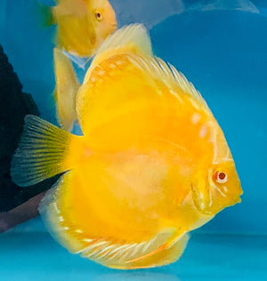Discus - Albino Yellow Golden 7cm Nice Micro Aquatic Shop