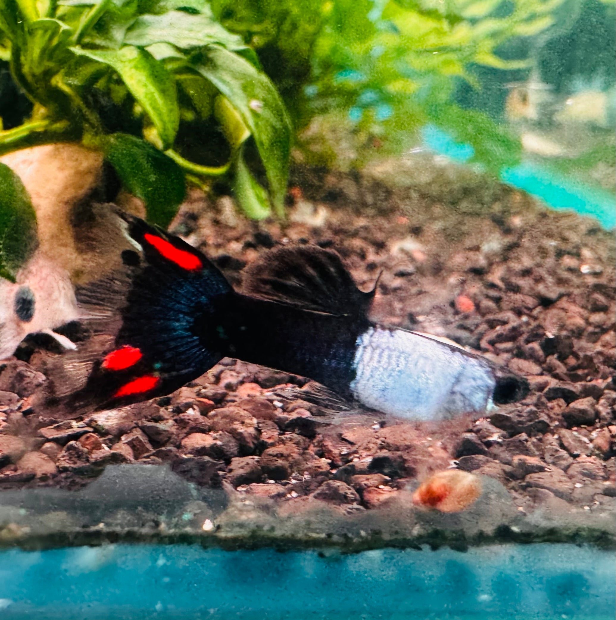 Endler - Lyretail Neon Tuxedo Micro Aquatic Shop