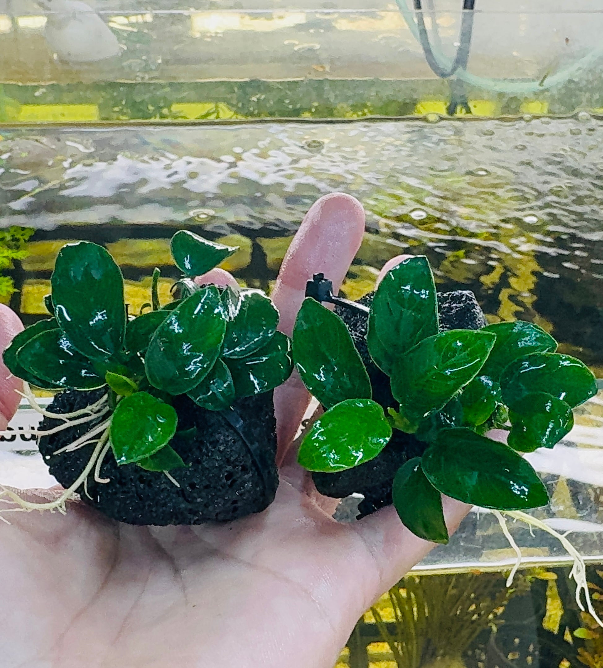 Anubias barteri var. nana 'petite' on Rock Micro Aquatic Shop