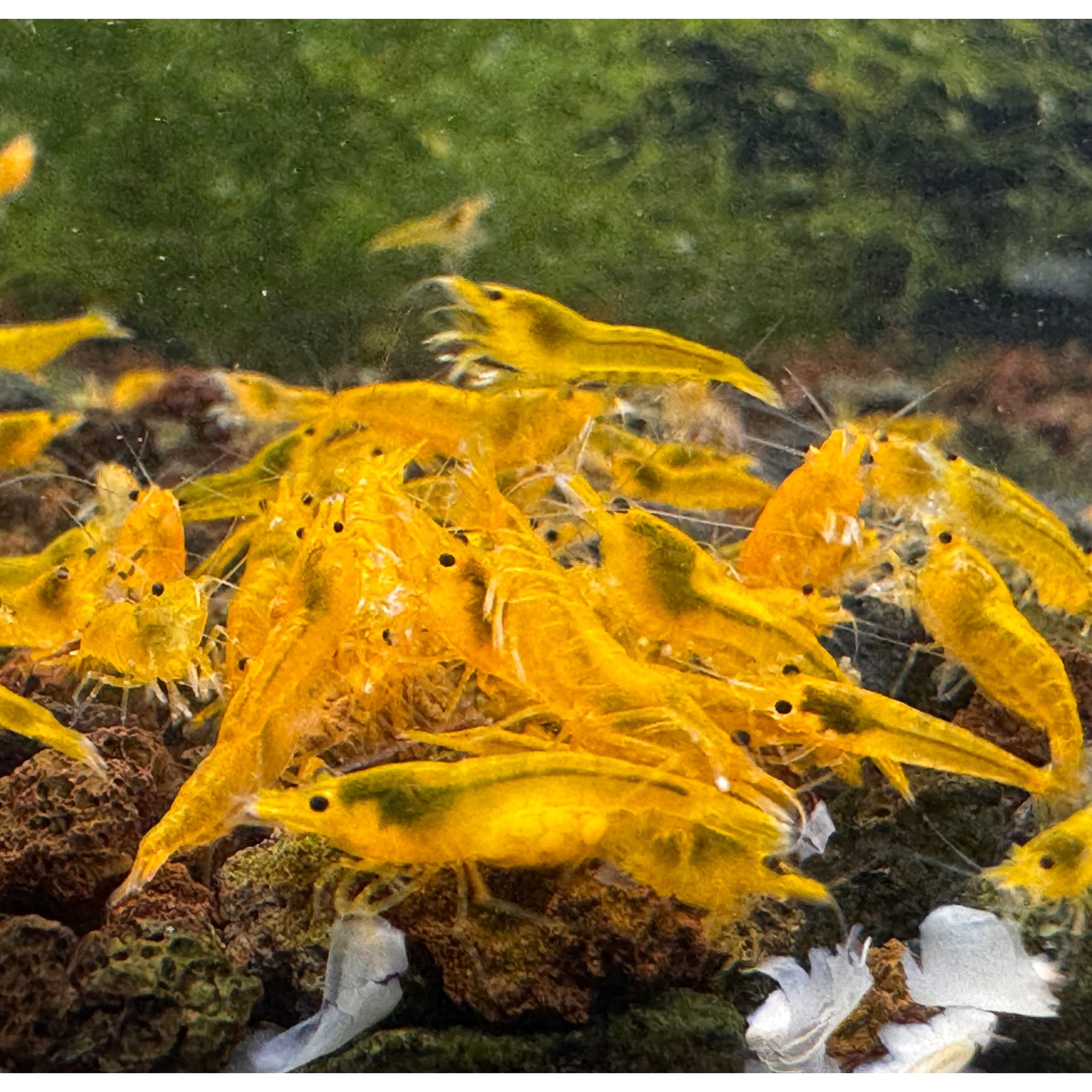 Cherry Shrimp - Yellow 1cm Micro Aquatic Shop