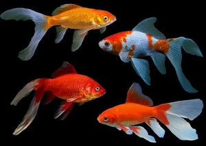 Gold Fish - Comet 5cm ( cold water ) Micro Aquatic Shop