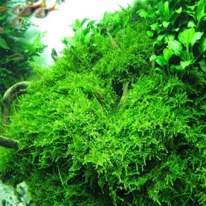 Vesicularia Montagnei - Christmas Moss Micro Aquatic Shop
