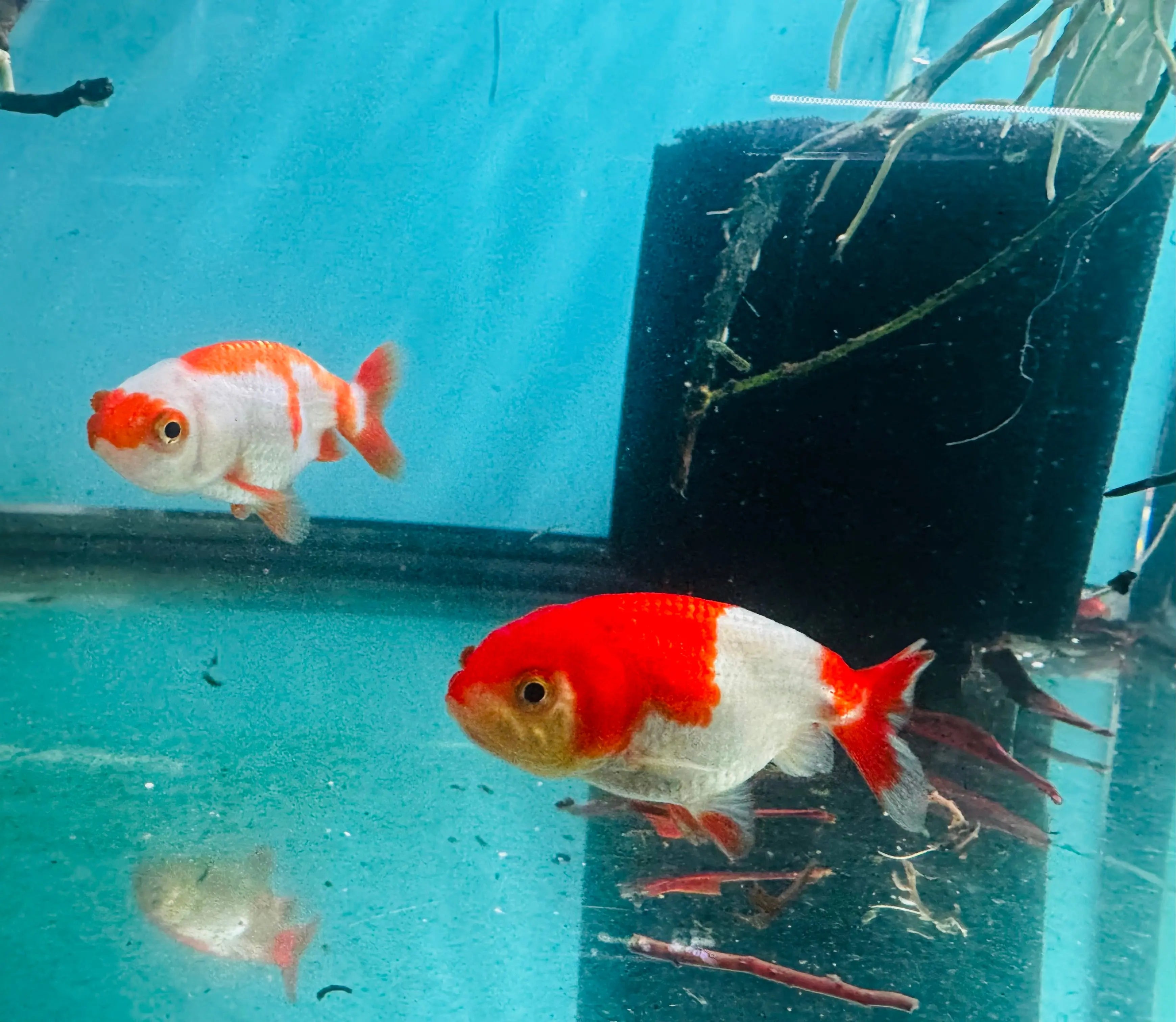 Gold Fish - Assorted Ranchu Juvies Micro Aquatic Shop