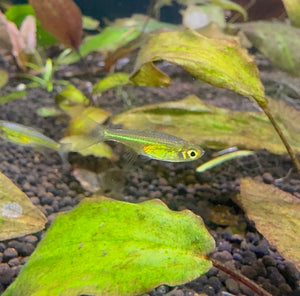 Rasbora - Green Neon (Kubotai) *RARE* Micro Aquatic Shop