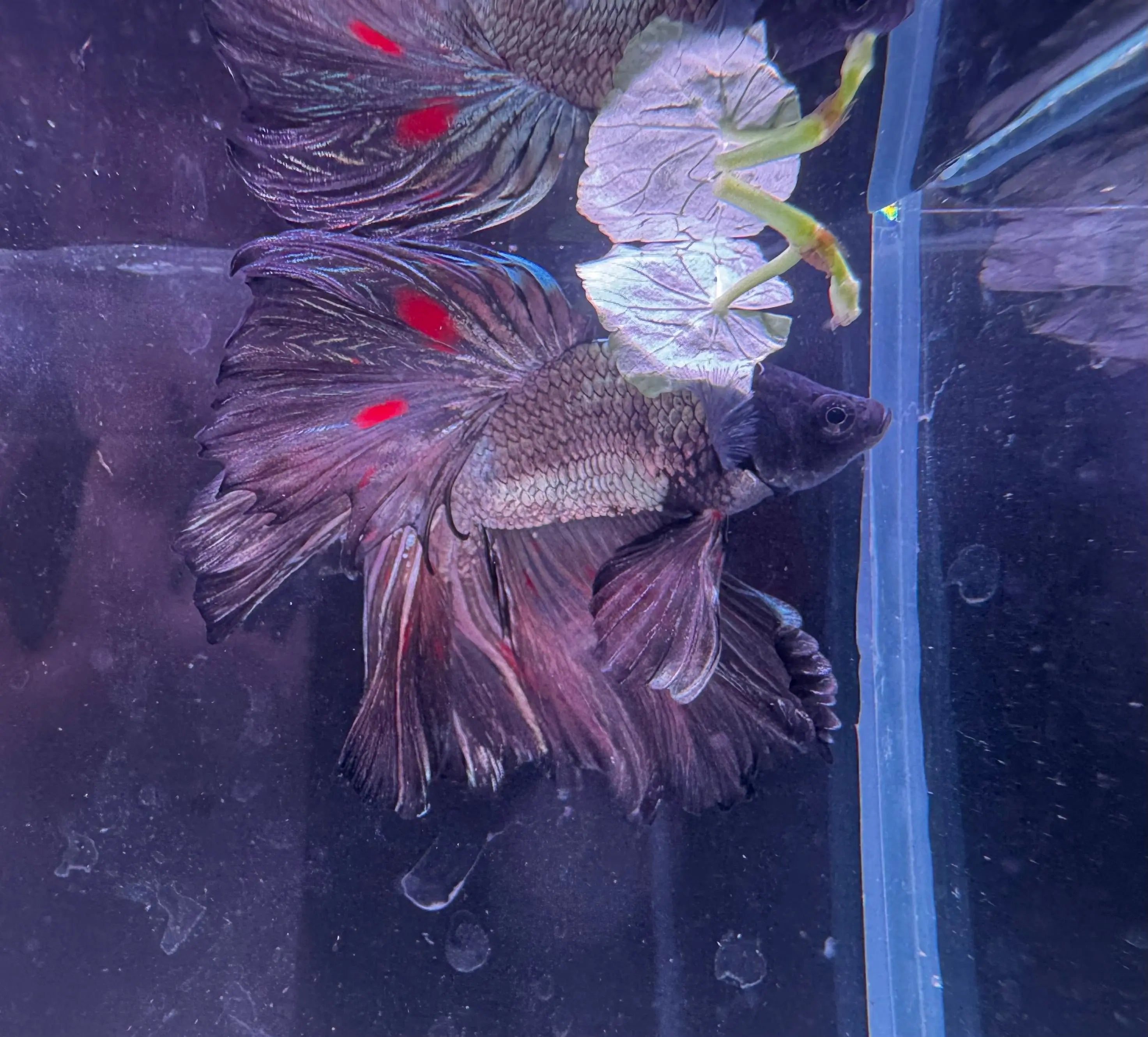 Betta Male - Dark Knight D5 Micro Aquatic Shop