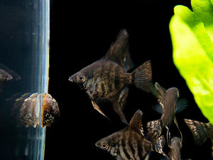 Angel Fish - Zebra Angel 6cm Micro Aquatic Shop