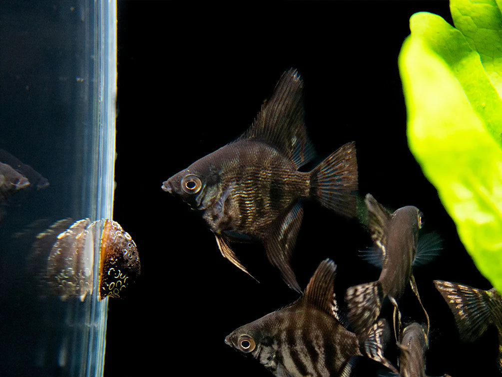 Angel Fish - Zebra Angel 6cm Micro Aquatic Shop