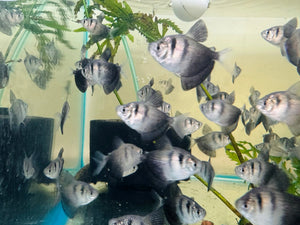 Tetra- Black Widow 4cm Micro Aquatic Shop