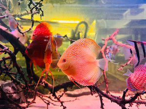 Immunity Booster - Happy and Healthy Fish Micro Aquatic Shop