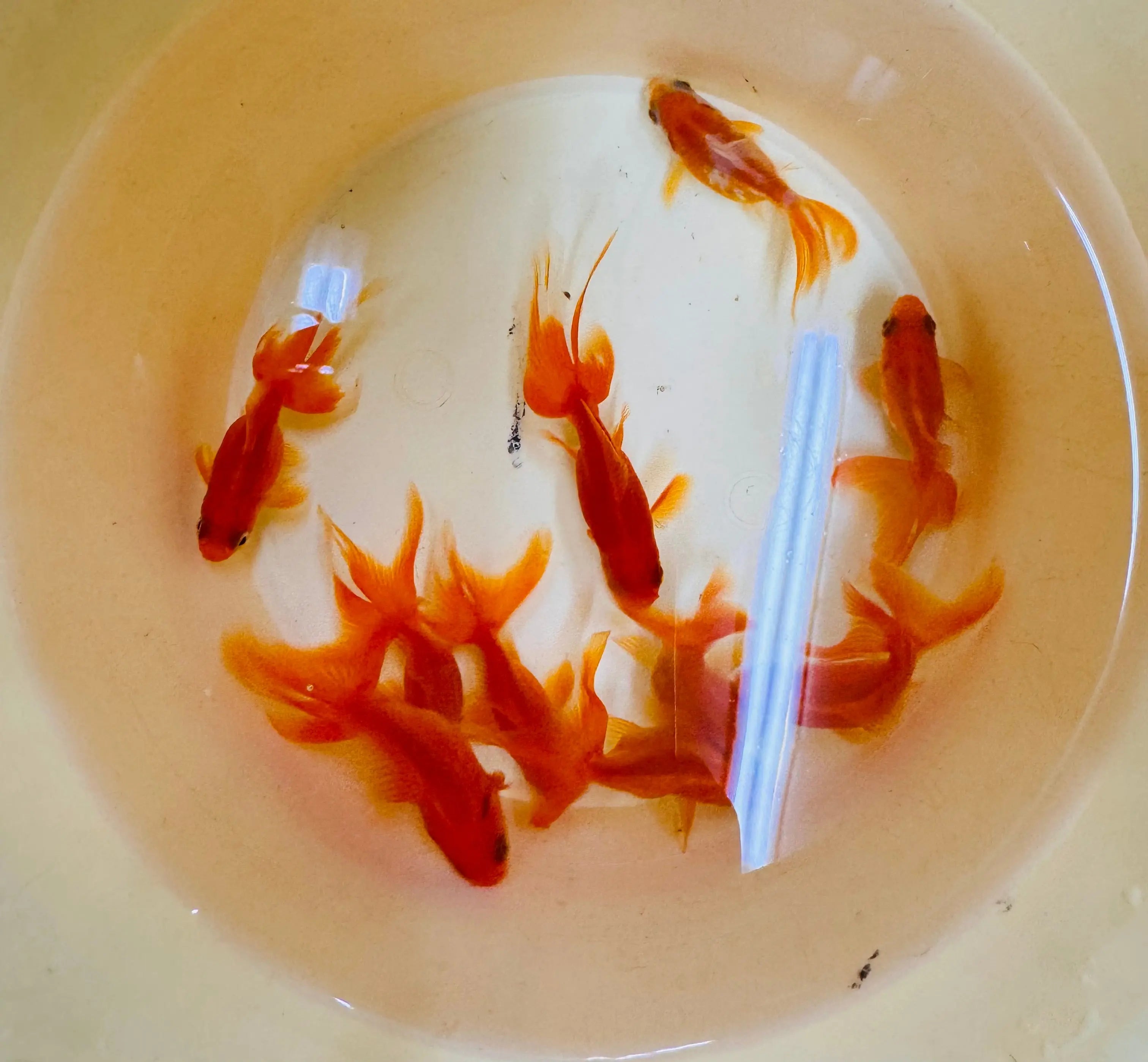 Goldfish - Fantail 5cm Micro Aquatic Shop