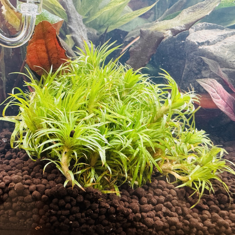 Rare Plant - Syngonanthus Macrocaulon Belem Liverpool Creek