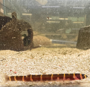 Kuhli Loach - Pangio Kuhlii Stripe 5cm Micro Aquatic Shop