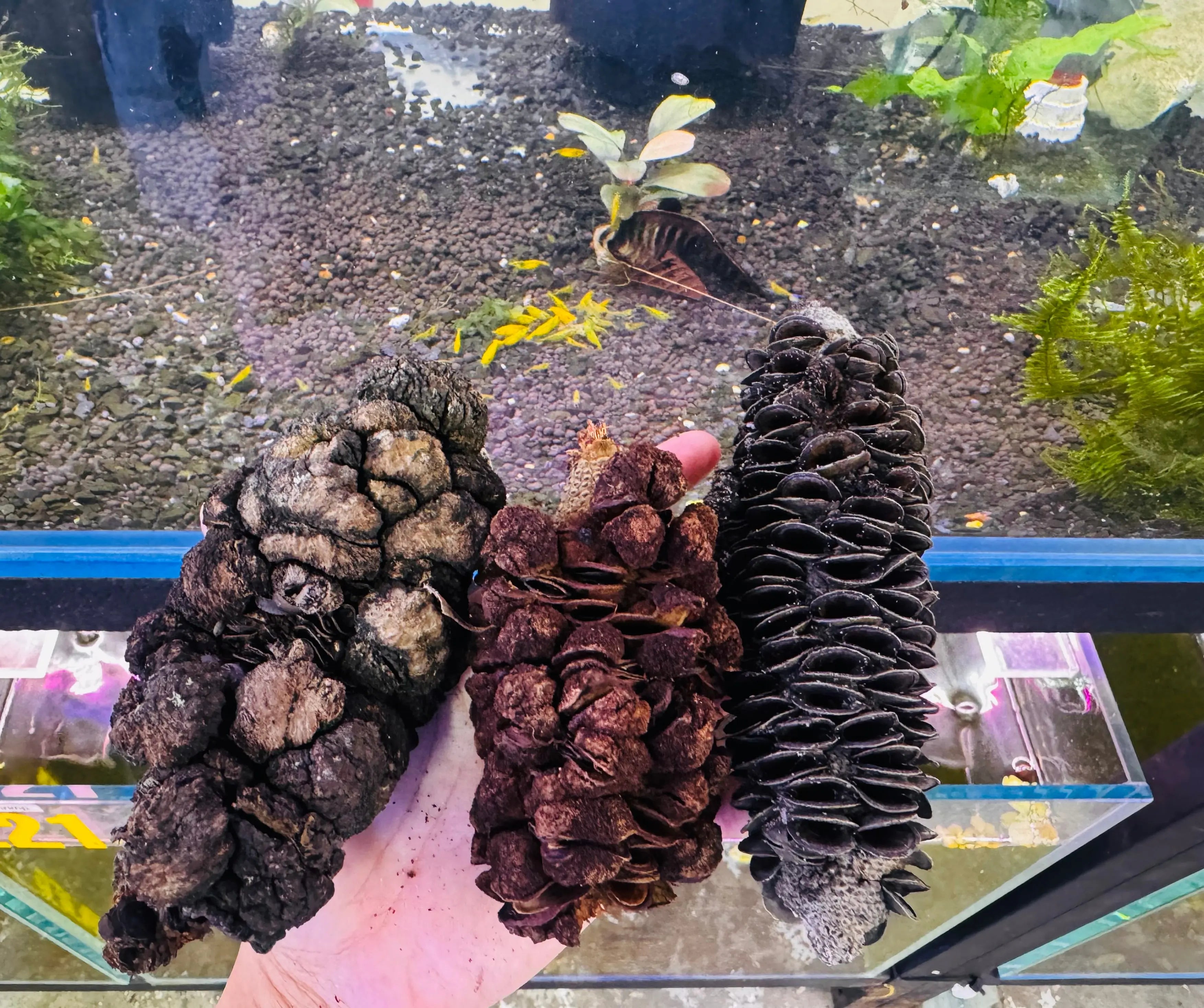 Tanning- Banksia Cone