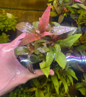 Buy 3 Get 1 Free Aquarium Plants Bundle Micro Aquatic Shop