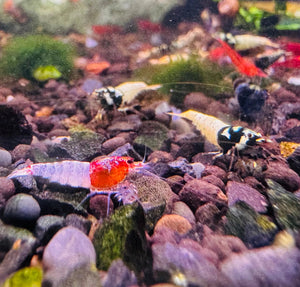 Caridina Shrimp - Mix Random Colour 1.5cm Micro Aquatic Shop