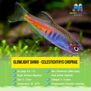 Glowlight Danio - Celestichthys choprae 2.5cm Micro Aquatic Shop