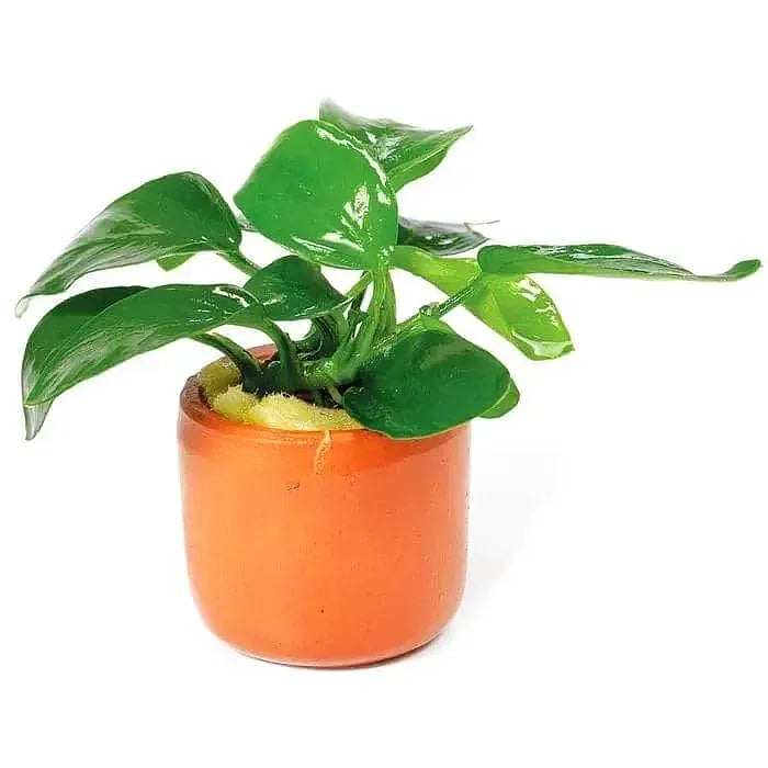 Anubias Nana - TC 3CM POTS