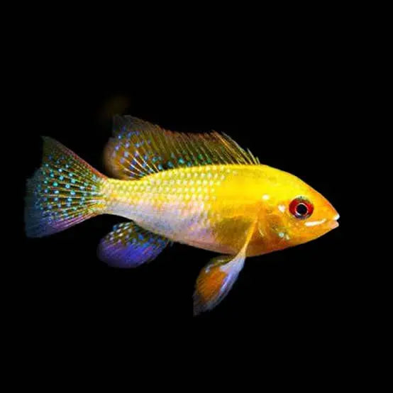 Flash Sale Gold Rams - Mikrogeophagus ramirezi 4cm Micro Aquatic Shop