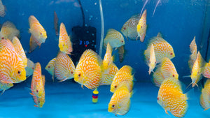Discus - Yellow checkerboard 11cm Show Micro Aquatic Shop