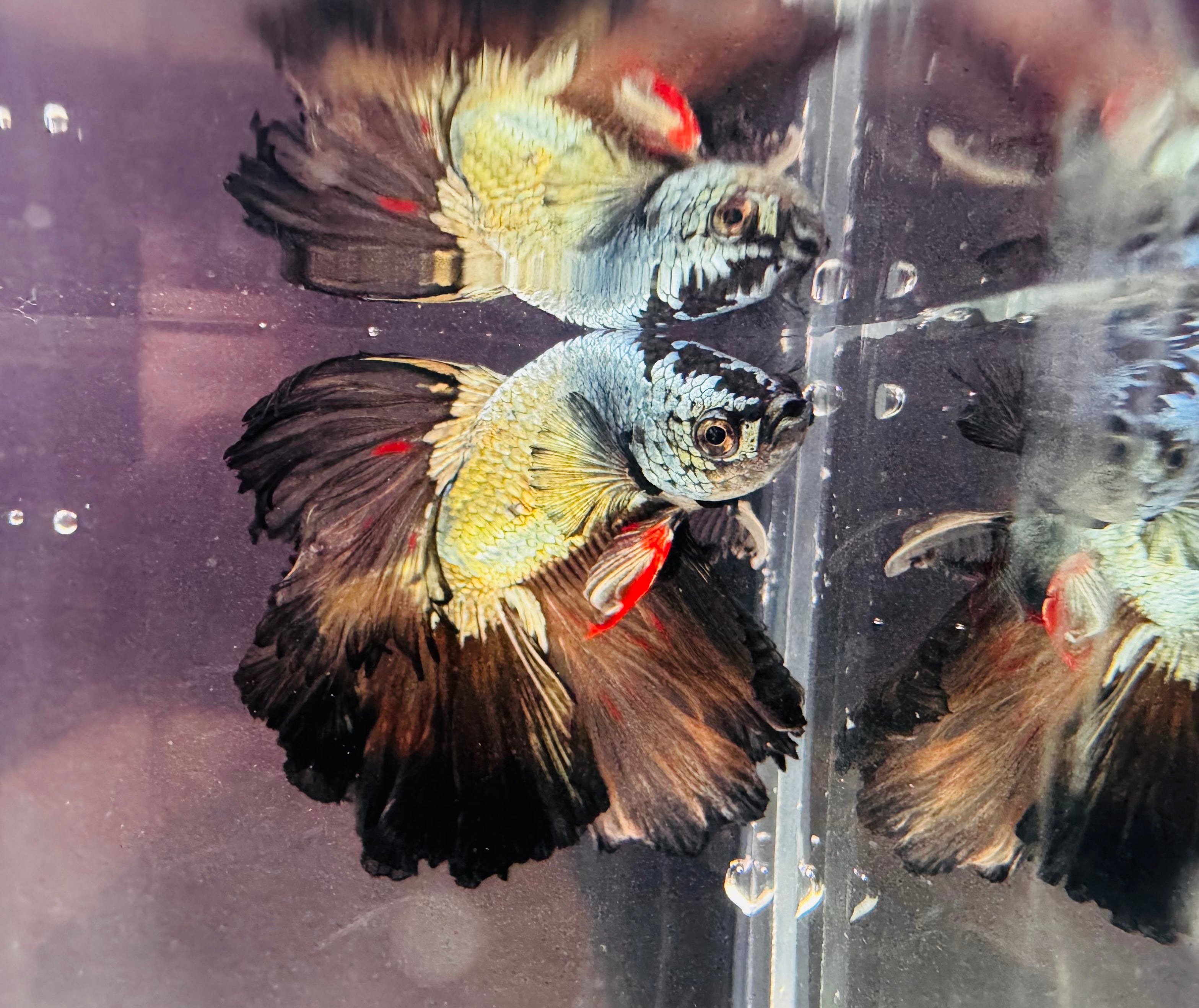 Betta Male - Dark Knight D2
