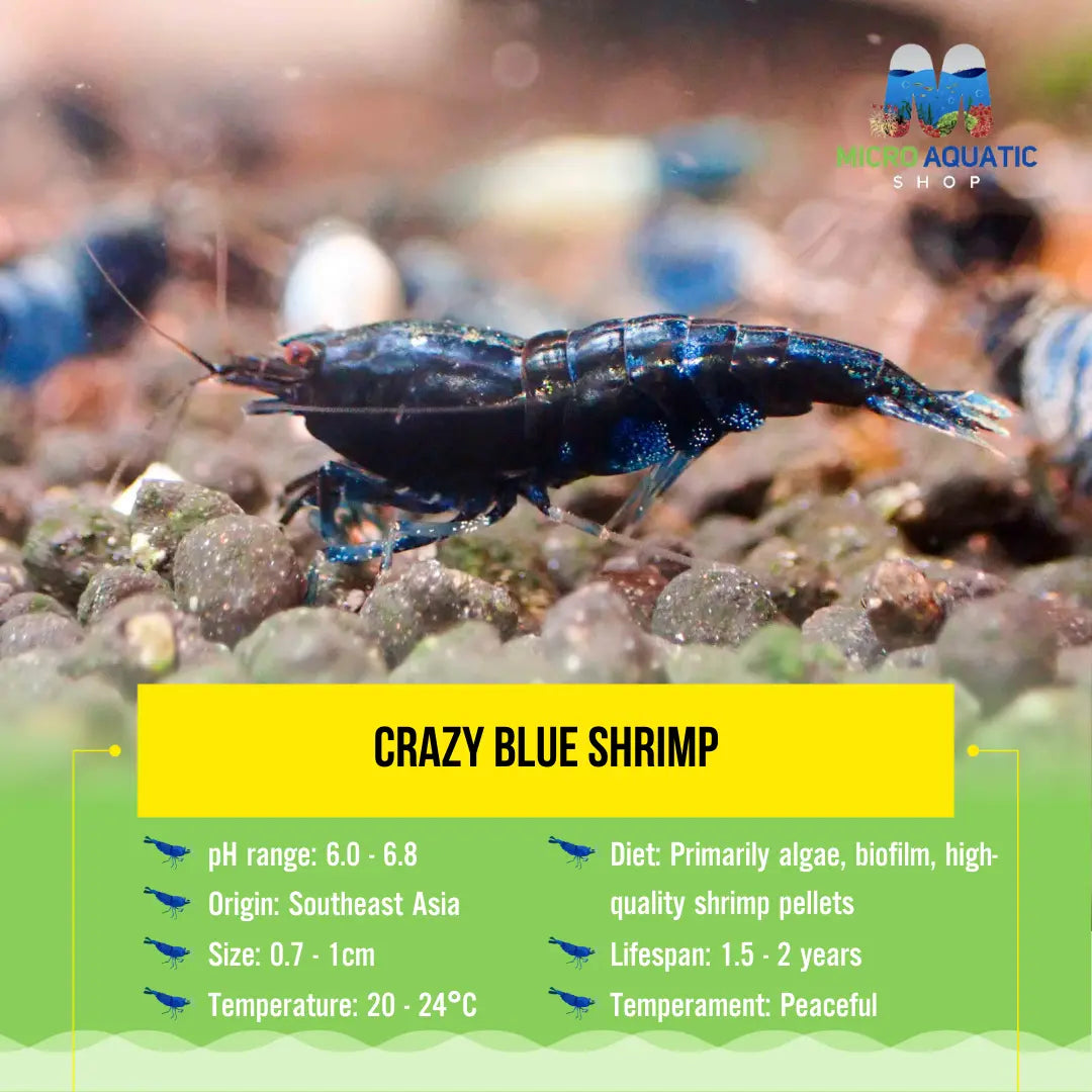 Crazy Blue Shrimp Micro Aquatic Shop