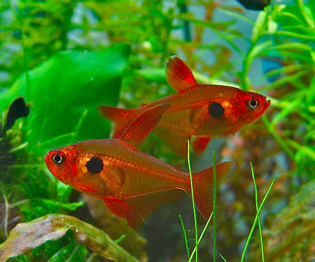 Red Phantom Tetra 3cm Show