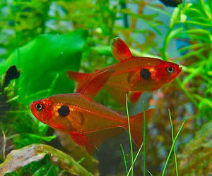 Red Phantom Tetra 3cm Show Micro Aquatic Shop