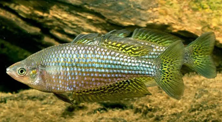 Mel. Splendida Rainbow (Eastern Rainbow fish) 8cm Micro Aquatic Shop