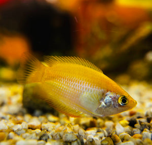 Gourami - Dwarf Golden Honey 3cm Micro Aquatic Shop