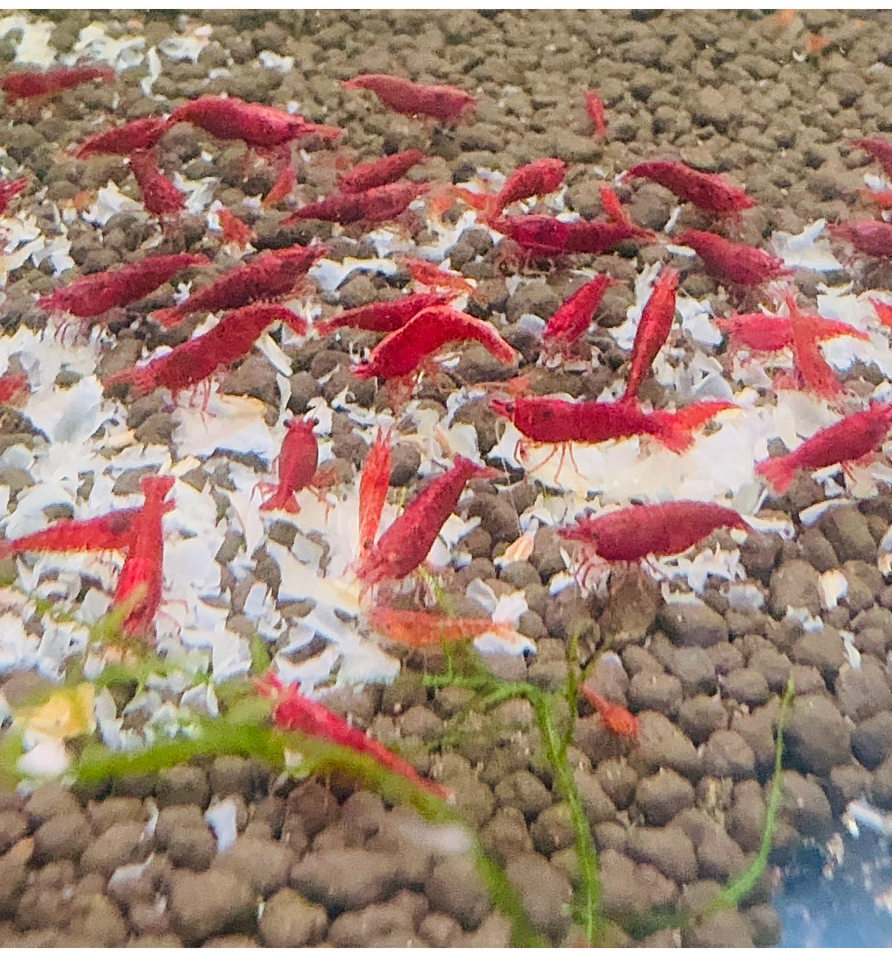 Bulk Buy Food - Shrimp Snow Micro Aquatic Shop