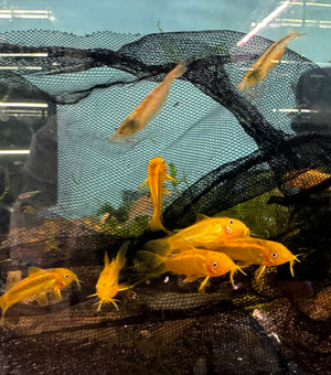 Gold Laser Cory Catfish 3cm Micro Aquatic Shop