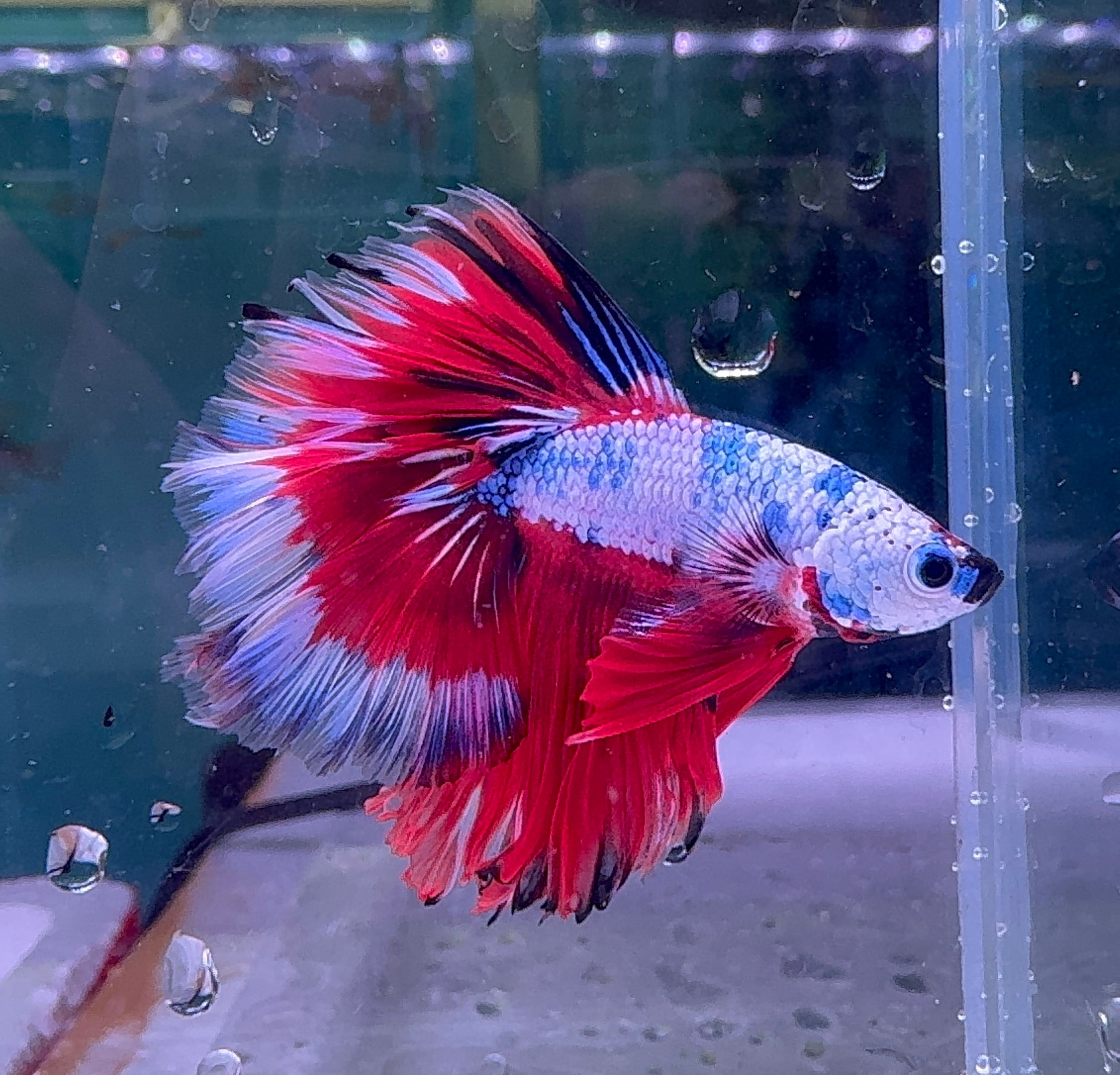 Betta Male - Dark Knight D1