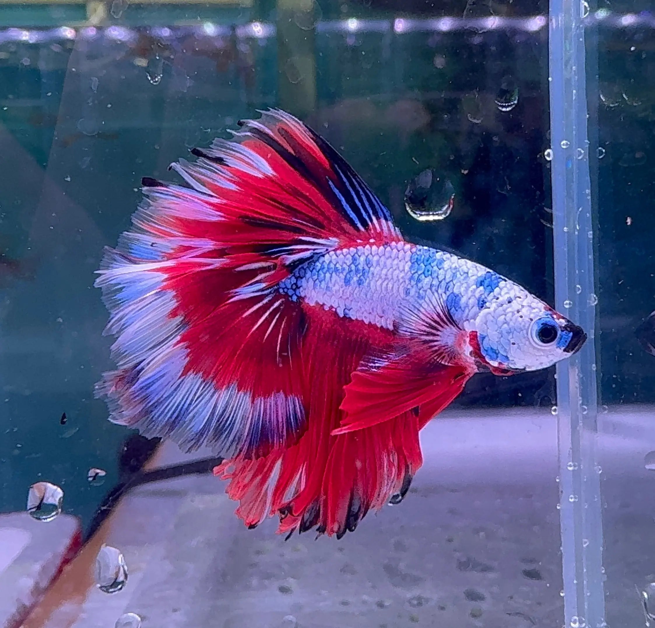Betta Male - Dark Knight D1 Micro Aquatic Shop