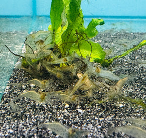 Native Algae Eater Package Special Micro Aquatic Shop