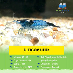 *NEW *Blue Dragon Cherry Micro Aquatic Shop