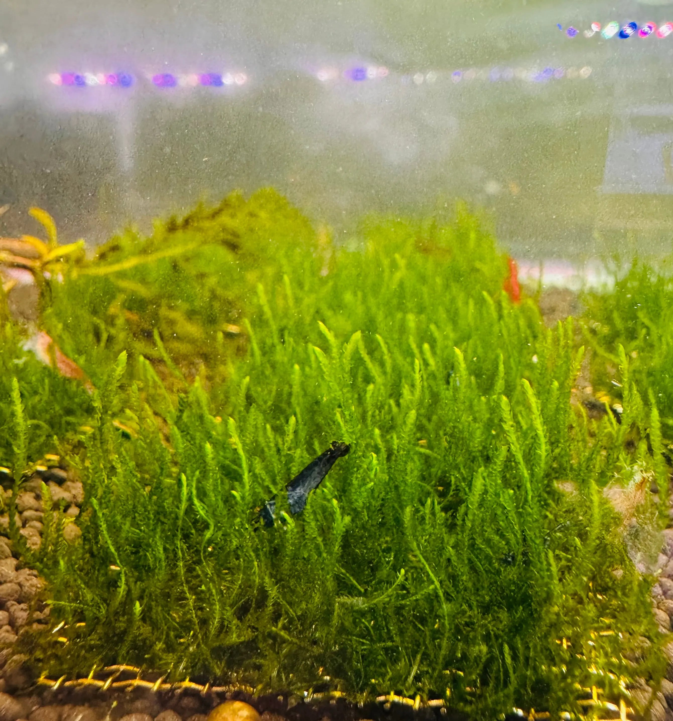 Flame Moss Taxiphyllum Micro Aquatic Shop