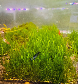 Flame Moss Taxiphyllum Micro Aquatic Shop