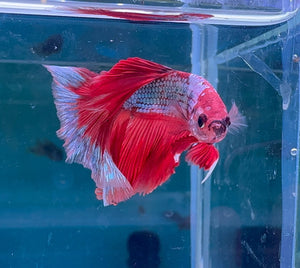 Betta Male - Rainbow Color C2 Micro Aquatic Shop