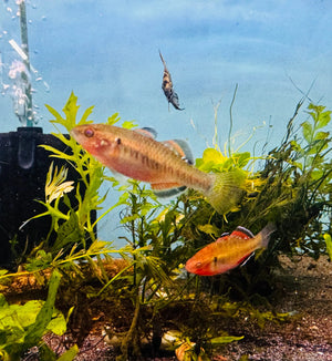 Australian Native – Empire Gudgen (Hypseleotris Compressa )
4cm Micro Aquatic Shop