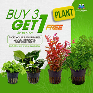 Buy 3 Get 1 Free Aquarium Plants Bundle Micro Aquatic Shop