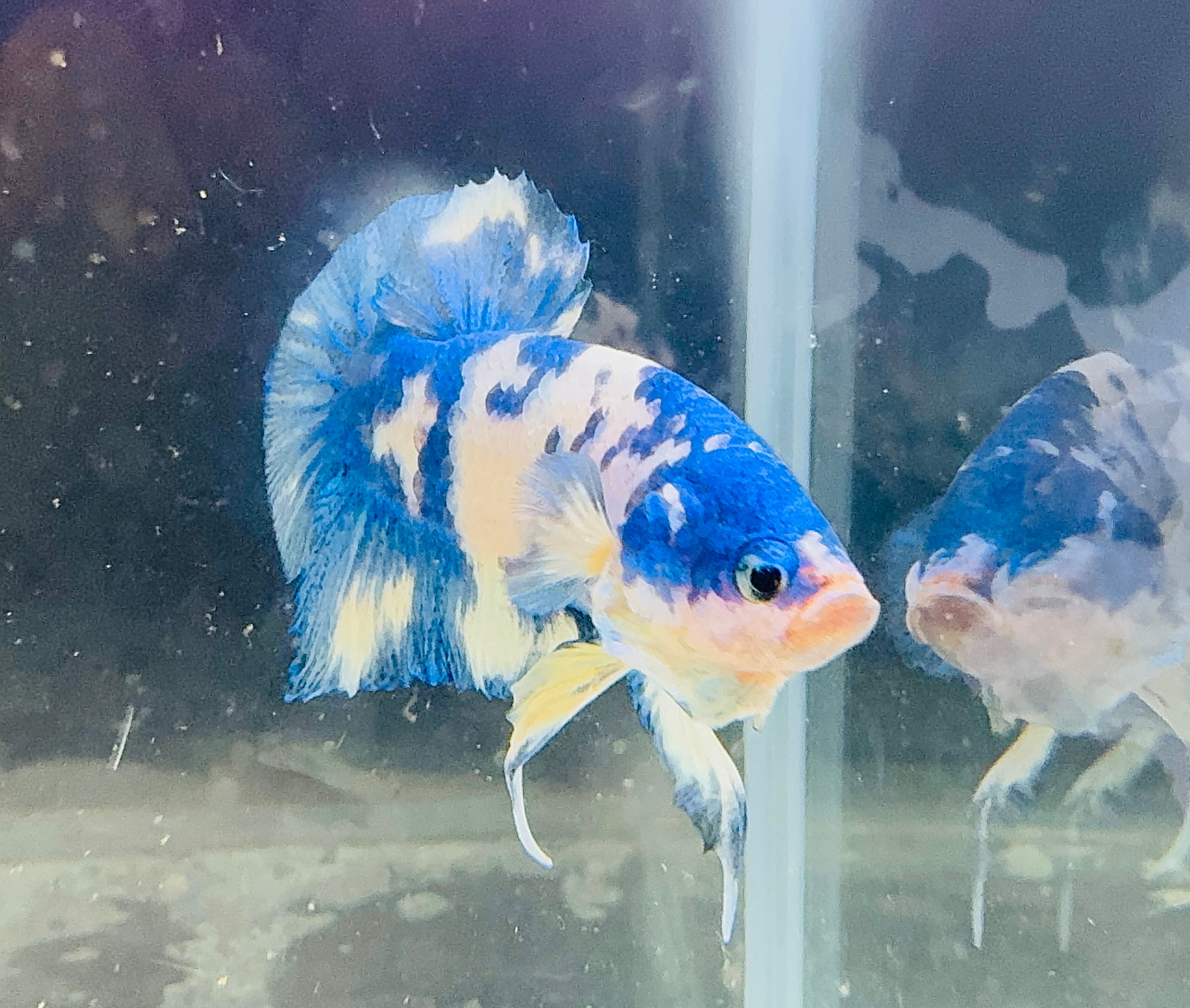 Marble Prince Male Beta 3
